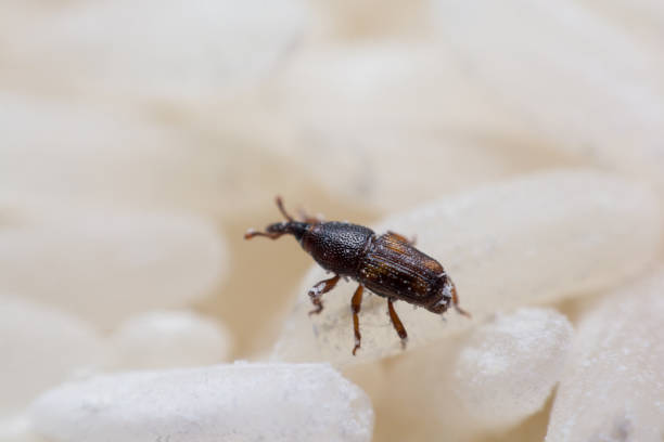 istock Rice weevil. or science names Sitophilus oryzae close up on white Rice destroyed. 1043936718