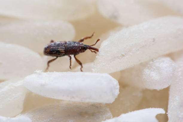 istock Rice weevil. or science names Sitophilus oryzae close up on white Rice destroyed. 1043936732