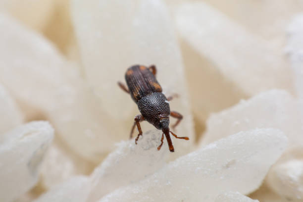 istock Rice weevil. or science names Sitophilus oryzae close up on white Rice destroyed. 1043936792