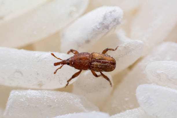 istock Rice weevil. or science names Sitophilus oryzae close up on white Rice destroyed. 1043936888