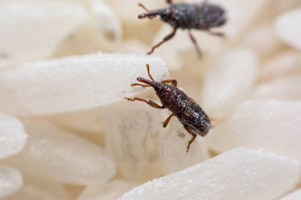 istock Rice weevil. or science names Sitophilus oryzae close up on white Rice destroyed. 1043936928
