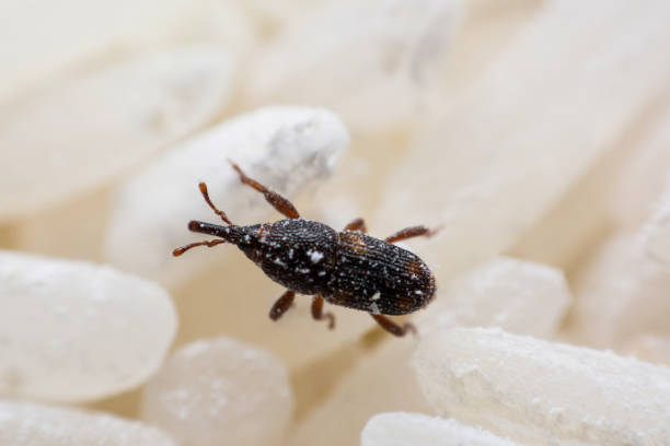 istock Rice weevil. or science names Sitophilus oryzae close up on white Rice destroyed. 1043936998