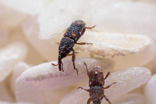 istock Rice weevil. or science names Sitophilus oryzae close up on white Rice destroyed. 1043937040