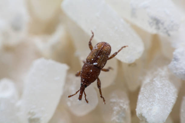 istock Rice weevil. or science names Sitophilus oryzae close up on white Rice destroyed. 1043937044