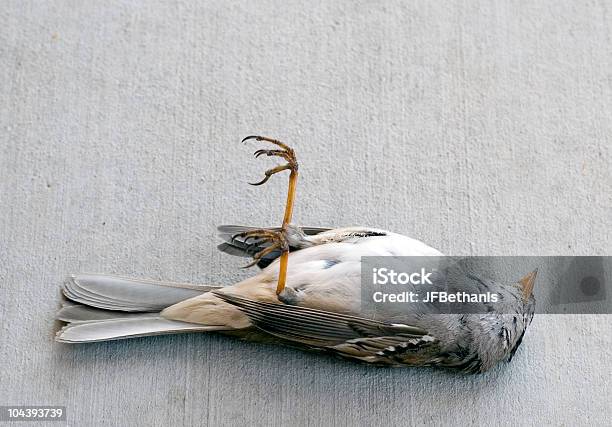 Pássaro Morto - Fotografias de stock e mais imagens de Pássaro - Pássaro, Pardal, Animal morto