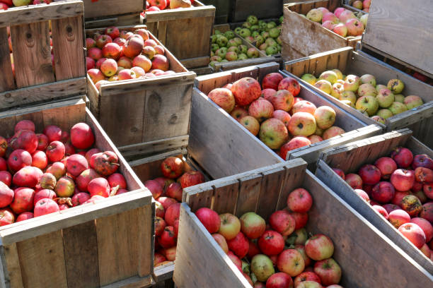 istock Crates of Apples 1043941974