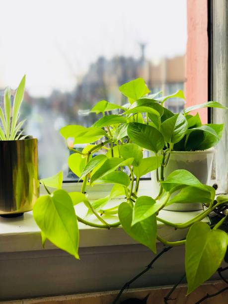 istock Indoor creeper plant near the window in a studio 1043942684