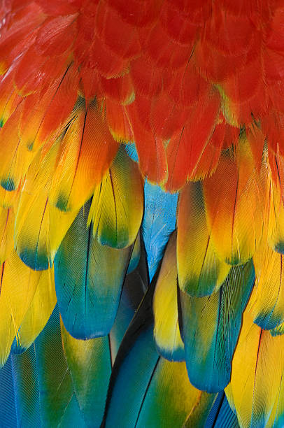 Macaw Feathers stock photo