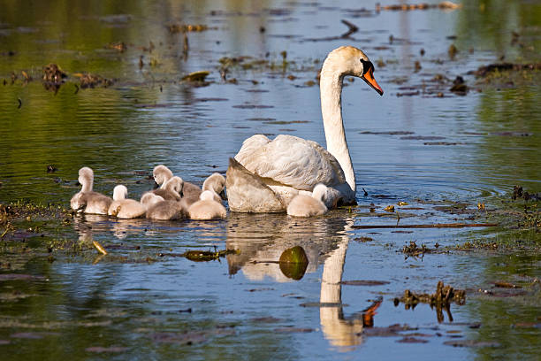 Mute Swan and Baby Cygnets In Pond stock photo