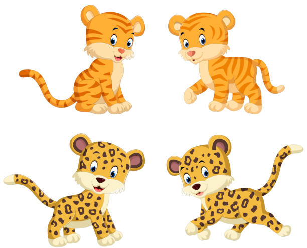 The Collection Of The Tiger And Leopard Stock Illustration - Download Image  Now - Cartoon, Leopard, Cheetah - iStock