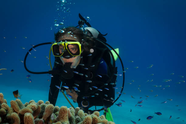 istock Caribbean coral reef and diver 1043945098