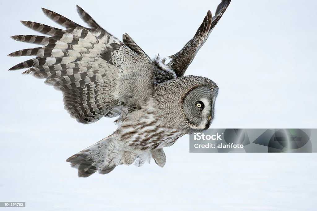 Great Grey Owl  Great Gray Owl Stock Photo