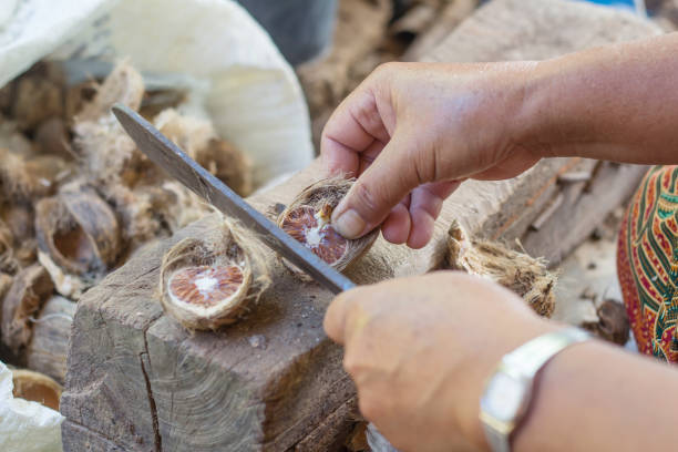 istock Betel nut cut for sale. 1043948064