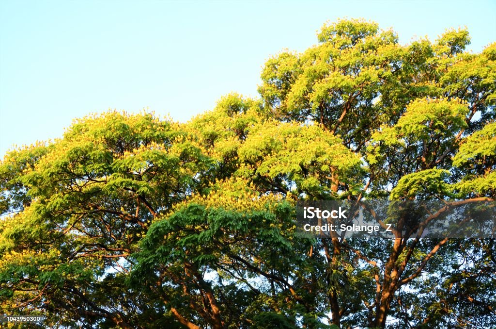 Sibipiruna Brazilian Tree Sibipiruna is a Brazilian tree from the Caesalpinia family. Its yellow flowers or Caesalpinia pulcherrima make spring look a bit bright. Blossom Stock Photo
