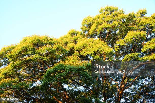 Sibipiruna Brazilian Tree Stock Photo - Download Image Now - Blossom, Branch - Plant Part, Brazil