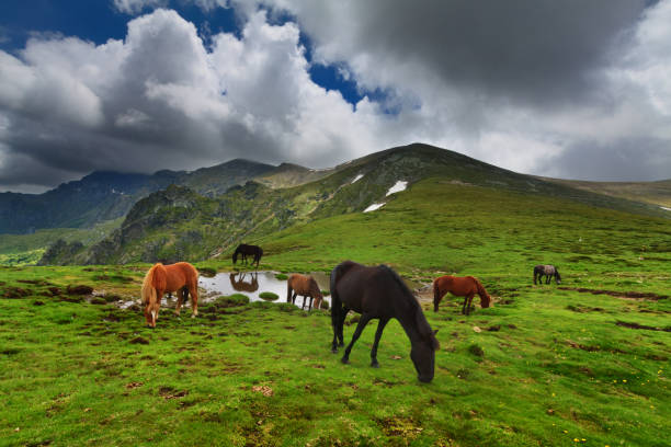 paesaggio montano con cavalli, stara planina, balcani centrali, bulgaria. - rila mountains foto e immagini stock