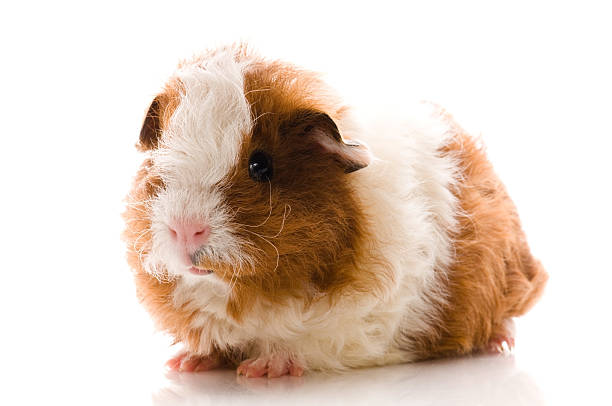 istock baby guinea pig. texel 104395663