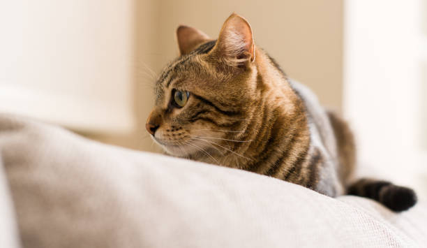 istock Domestic cat at home 1043959734