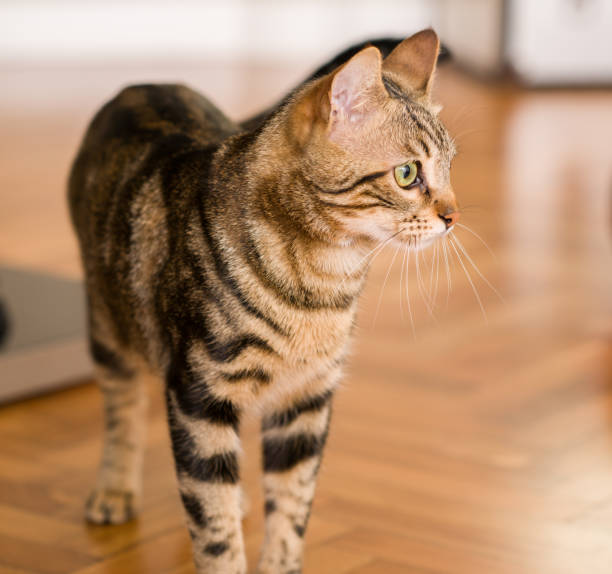 istock Domestic cat at home 1043959758