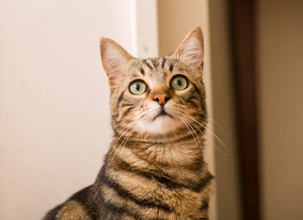 istock Domestic cat at home 1043959768