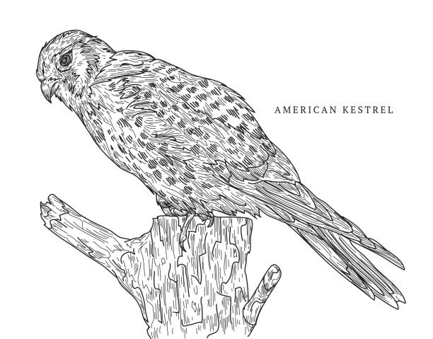 ilustrações, clipart, desenhos animados e ícones de american francelho - retro revival old fashioned animal sparrowhawk