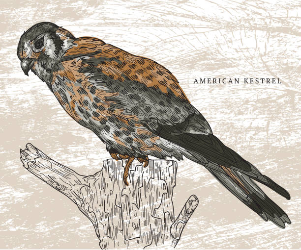 ilustrações, clipart, desenhos animados e ícones de american francelho - retro revival old fashioned animal sparrowhawk