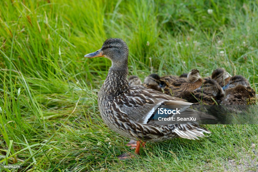 Wild Duck - Un'anatra madre che sorveglia davanti ai suoi anatroccoli a riposo in una zona umida del lago Sprague, Rocky Mountain National Park, Colorado, USA. - Foto stock royalty-free di Ambientazione esterna