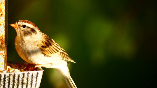 istock Familiar sparrow on its feeder in the sun 1043965568