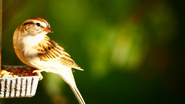 istock Familiar sparrow on its feeder in the sun 1043965584