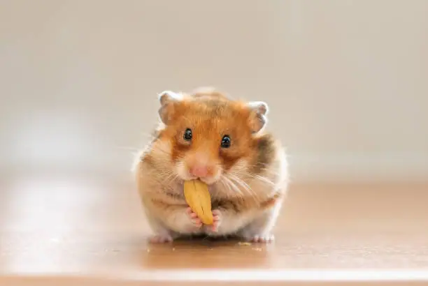 A hamster eating a nut
