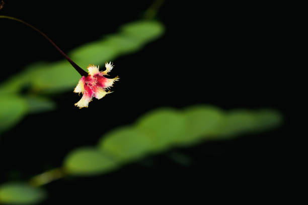 istock Beautiful young grass flowers on a black background. 1043980452