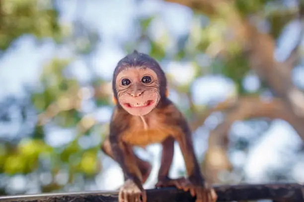 Photo of Gibraltar monkey