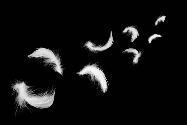 istock Beautiful white feathers floating in air isolated on black background 1043985504