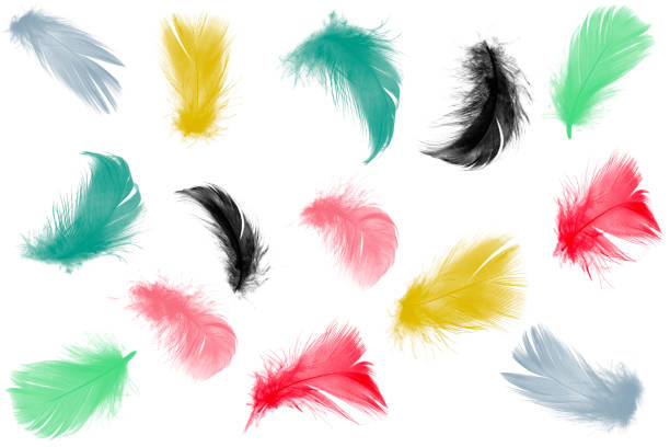 istock Colorful collection feathers floating in air isolated on white background 1043985512