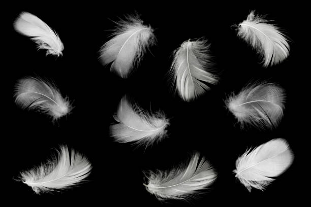 istock Beautiful white feathers floating in air isolated on black background 1043985522