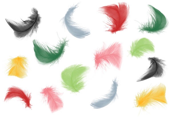 istock Colorful collection feathers floating in air isolated on white background 1043985526