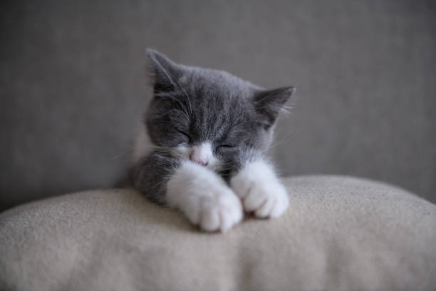 Cute British short Hairy cat