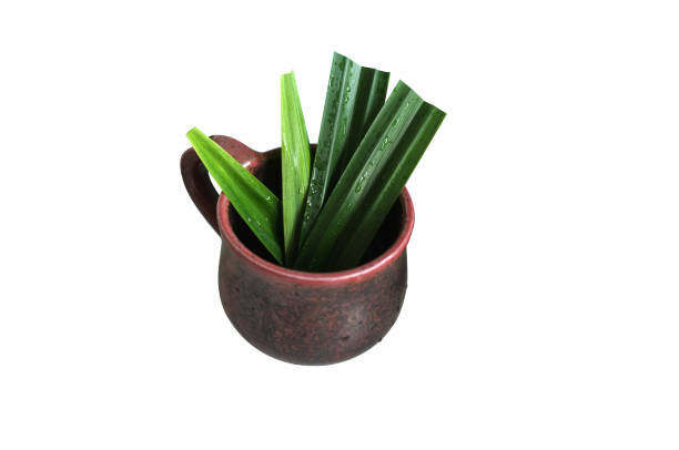 Fresh green pandan leafs in cup