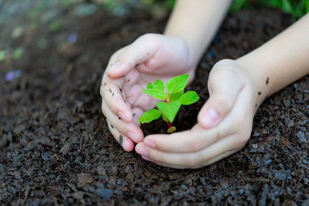 istock Close up two hands holding black soil. Earth day and Hands Team Work protecting tree growing for reduce global warming earth.Ecology concept 1043988216