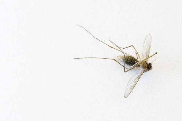 istock Closeup of dead female mosquito lying on white surface background 1043991806