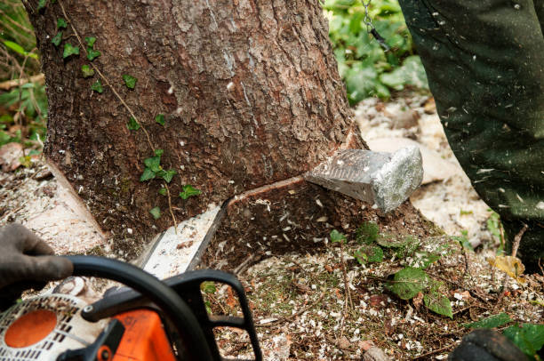 Closeup of chopping down a tree with chainsaw Closeup of cutting down a spruce tree with chainsaw and felling wedge ivy tree bark wood stock pictures, royalty-free photos & images