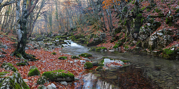 istock The mountain river in beechen autumn wood 104399441