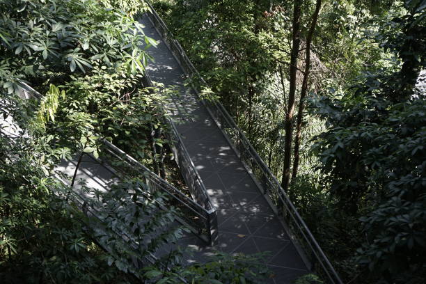 istock Southern Ridges trail in Singapore 1043994592