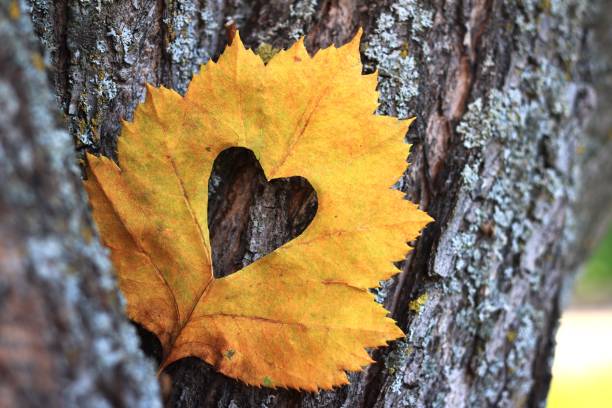 en forma de corazón corte en una hoja amarilla de otoño tendido contra la corteza de un árbol - botany bright brown heart shape fotografías e imágenes de stock