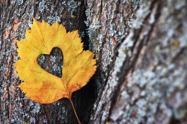 en forma de corazón corte en una hoja amarilla de otoño tendido contra la corteza de un árbol - botany bright brown heart shape fotografías e imágenes de stock