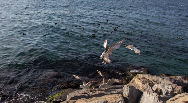 istock Seagulls are on the rock by sea waters 1043997596