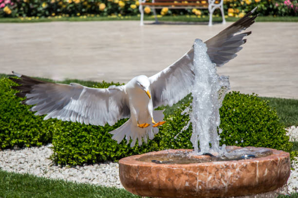 istock Single seagull by the side of a fountain 1043997598