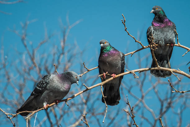 istock Pigeons sitting on the tree branch 1043997606