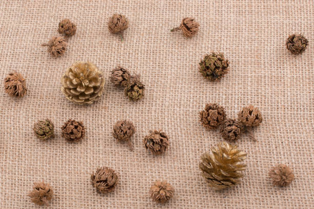 istock Plant pods, capsules and pine cones on canvas 1043997614
