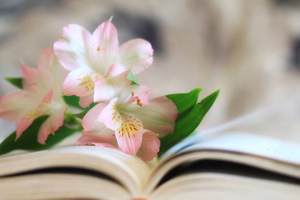 istock Lilies on the pages of an open book 1043998174